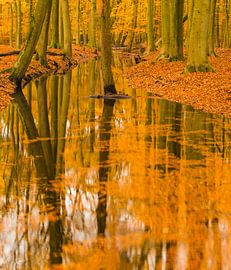 Beek in een herfstbos tijdens een vroege herfstochtend van Sjoerd van der Wal Fotografie