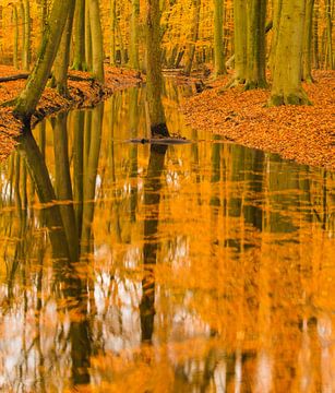 Bach in einem Herbstwald an einem frühen Herbstmorgen