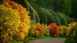 Azalealaan van Bram de Jong