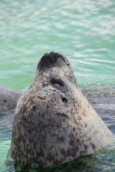 Seal by Marianne van den Bogaerdt