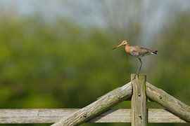 Schwarzschwanzschnepfe am Bauernzaun im Polder von Jeroen Stel