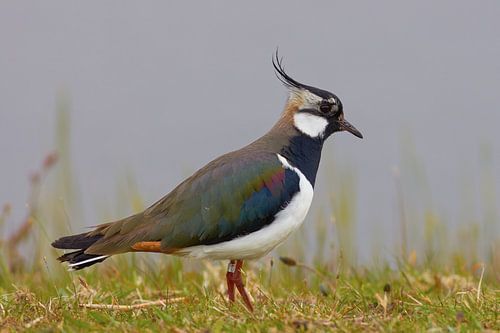 Kievit in volle pracht