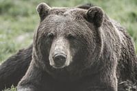 De Grizzlybeer