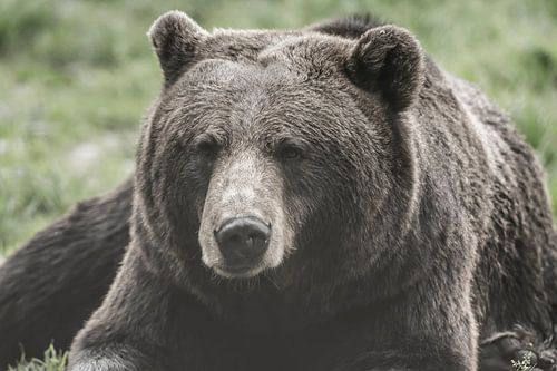 Der Grizzlybär