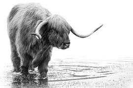 Schotse Hooglander van Karel Ton