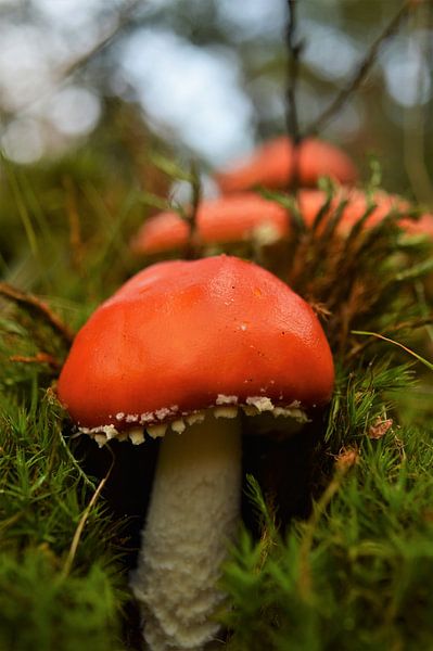 Paddenstoel in het mos... von DoDiLa Foto's