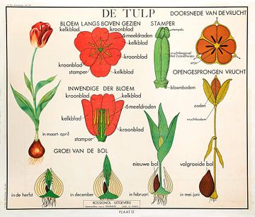 Tulp van Kurt Schraepen