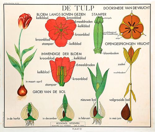 Tulp