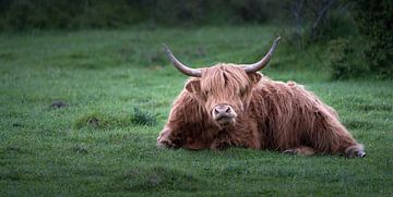 Highland koe met horens