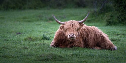 Scottish Highland cattle on a green meadow