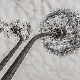 Fliege mit dem Wind. von Jean Arntz