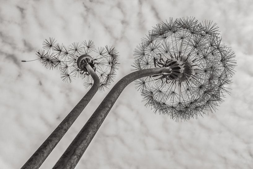 Vlieg mee met de wind. van Jean Arntz