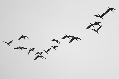A Flock of Cormorants