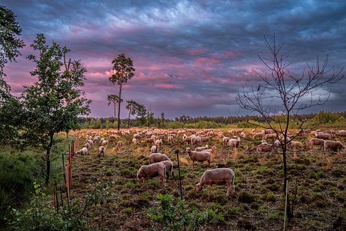 Schapen op de Grote Cirkel in prachtige avondlicht