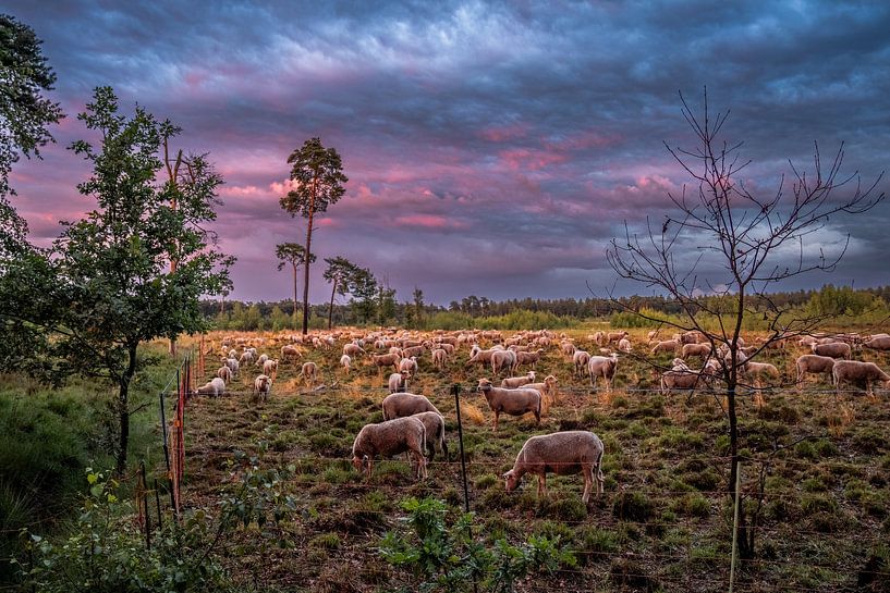 Sheep on the Great Circle by Diana Kors