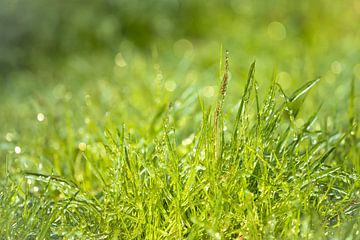 Grünes Gras von Jeroen Mikkers