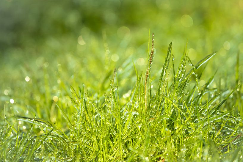 Grünes Gras von Jeroen Mikkers