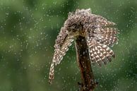 Owl's taking a rain shower. by Albert Beukhof thumbnail