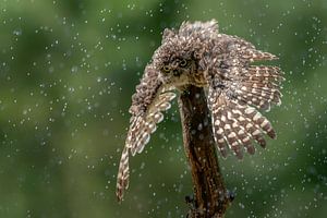 Die Eule nimmt eine Regendusche.