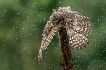 Owl's taking a rain shower. by Albert Beukhof