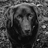 Labrador Bruno van Tessa Dommerholt