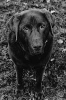 Labrador Bruno