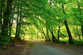 Feuillage en mai sur Ostsee Bilder