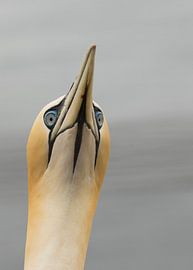 hey da von anja voorn