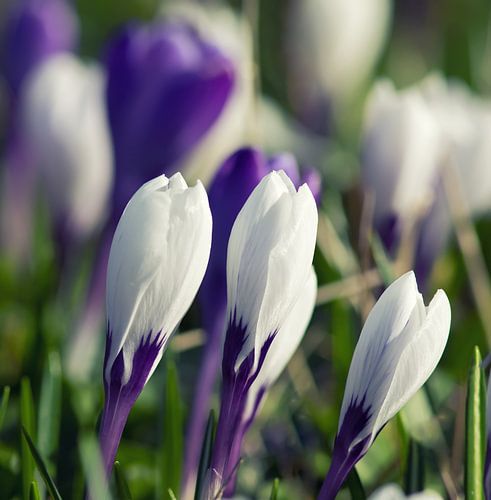 Krokusse
