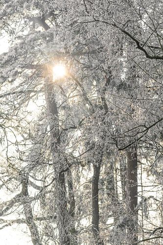 La neige et le gel couvrent les arbres le matin