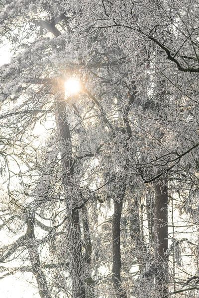 Snow and frost covered trees in the morning by Daniel Pahmeier