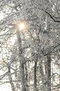 Snow and frost covered trees in the morning by Daniel Pahmeier thumbnail