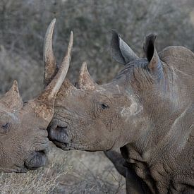 rhinocéros noir sur gj heinhuis
