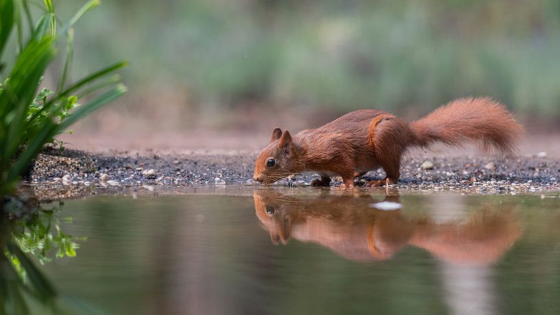 Eichhörnchen trinkt an einem Bach von Aandenken in Beeld