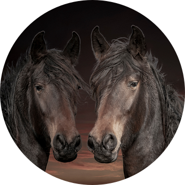 Paarden, 2 paarden in diverse kleurschakeringen van Gert Hilbink