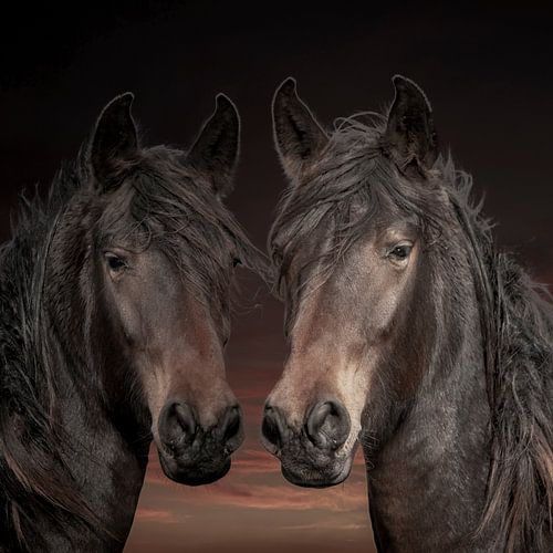 Paarden, 2 paarden in diverse kleurschakeringen