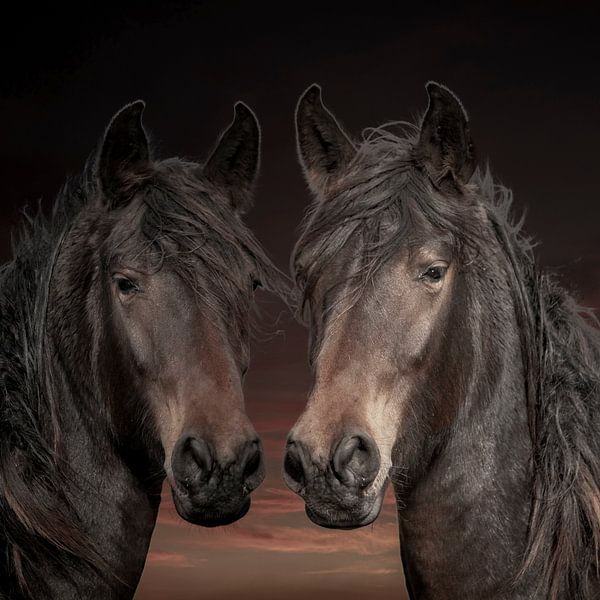Pferde, 2 Pferde in verschiedenen Farben von Gert Hilbink