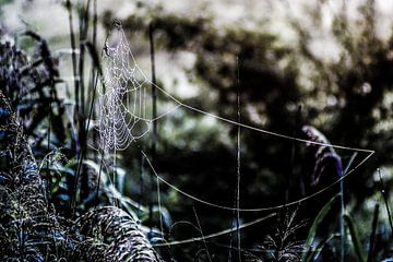 Spinnenweb en dauwdruppels van Norbert Sülzner