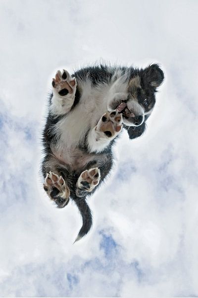 Border collie puppy van onderen van gea strucks