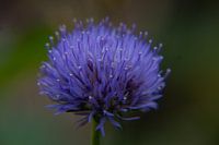Purple blue flower in closeup with a green brown background