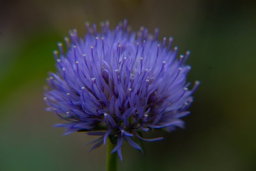 Purple blue flower in closeup with a green brown background by Marco Leeggangers