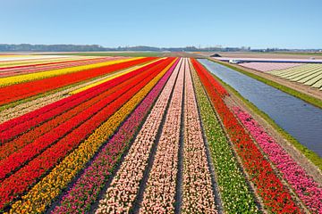 Luchtfoto van bloeiende tulpenvelden bij Lisse in Nederland van Eye on You