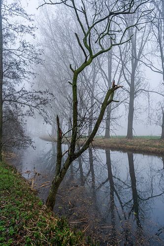 Du brouillard dans le polder