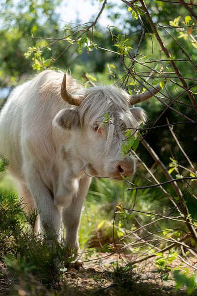Schotse Hooglander van gea strucks