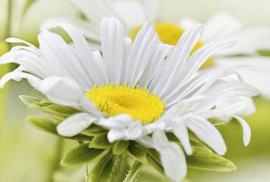 Margeriten