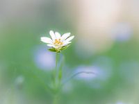 Big wall flower in spring.