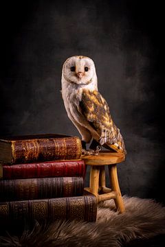 Barn owl by MvdVfotografie