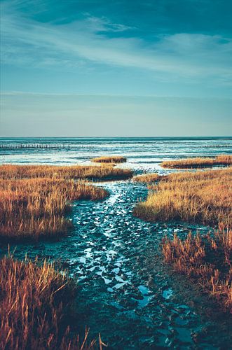 North German Wadden Sea near Friedrichskoog