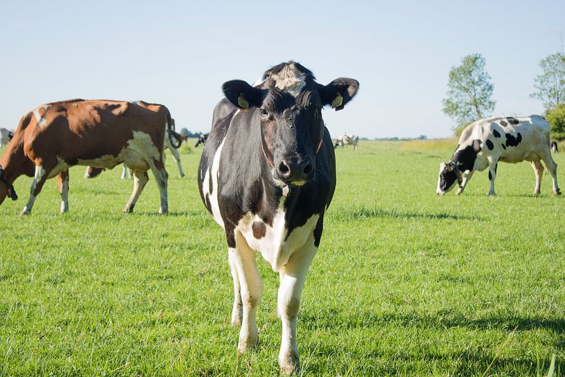 Cows in the meadow by Michel Zwart