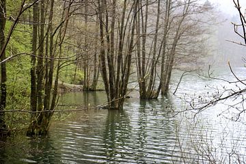 Baumstau am Stausee von Ulrich Fuchs